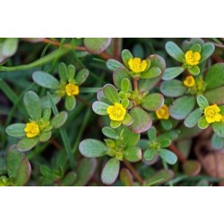 Portulaca Oleracea - Verdolaga