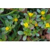 Portulaca Oleracea - Verdolaga