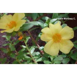 Portulaca Oleracea - Verdolaga