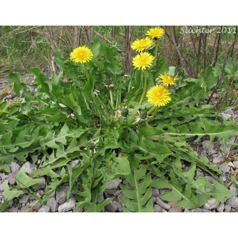 Taraxacum Officinale - Diente de león