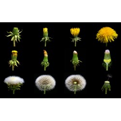 Taraxacum Officinale - Diente de león