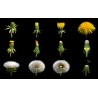 Taraxacum Officinale - Diente de león