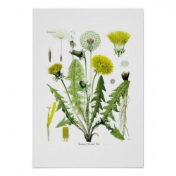 Taraxacum Officinale - Diente de león