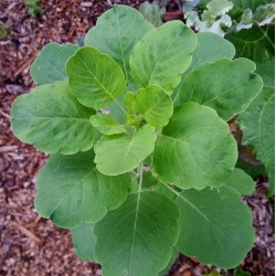 Porophyllum Ruderale - Pápalo hoja ancha