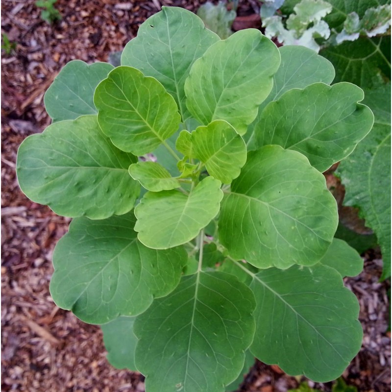 Porophyllum Ruderale - Pápalo hoja ancha