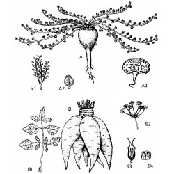 Lepidium Meyenii - Maca peruana