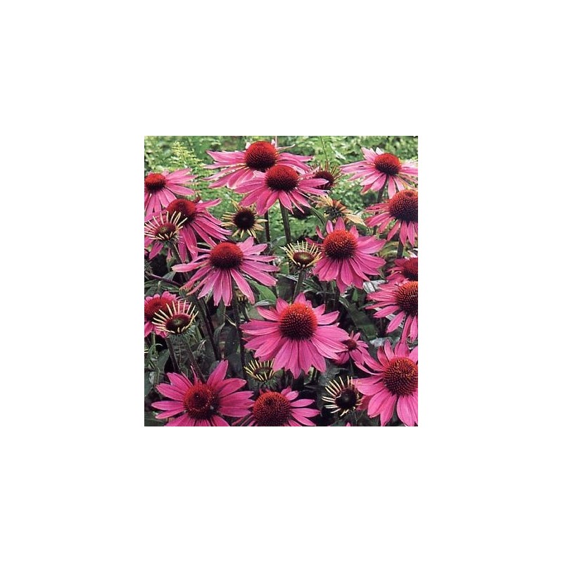 Echinacea Purpurea - Echinacea