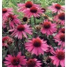 Echinacea Purpurea - Echinacea