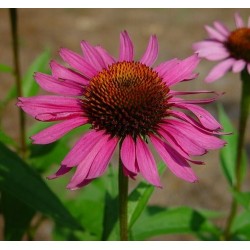 Echinacea Purpurea - Echinacea