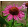 Echinacea Purpurea - Echinacea