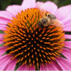 Echinacea Purpurea - Echinacea