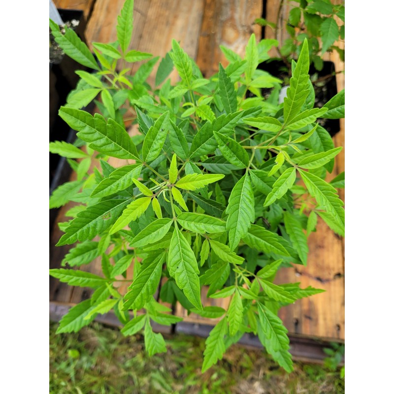 Vitex Negundo - Chaste Tree