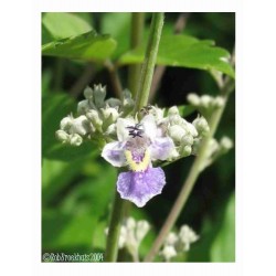 Vitex Negundo - Chaste Tree