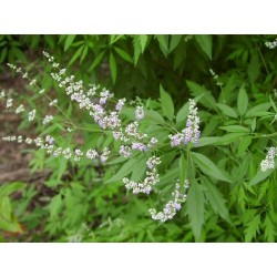 Vitex Negundo - Chaste Tree