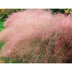 Eragrostis Spectabilis - Pasto púrpura