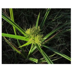 Chufa - Cyperus Esculentus o Juncia