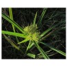 Chufa - Cyperus Esculentus o Juncia