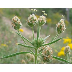 Plantago Psyllium - Llanten