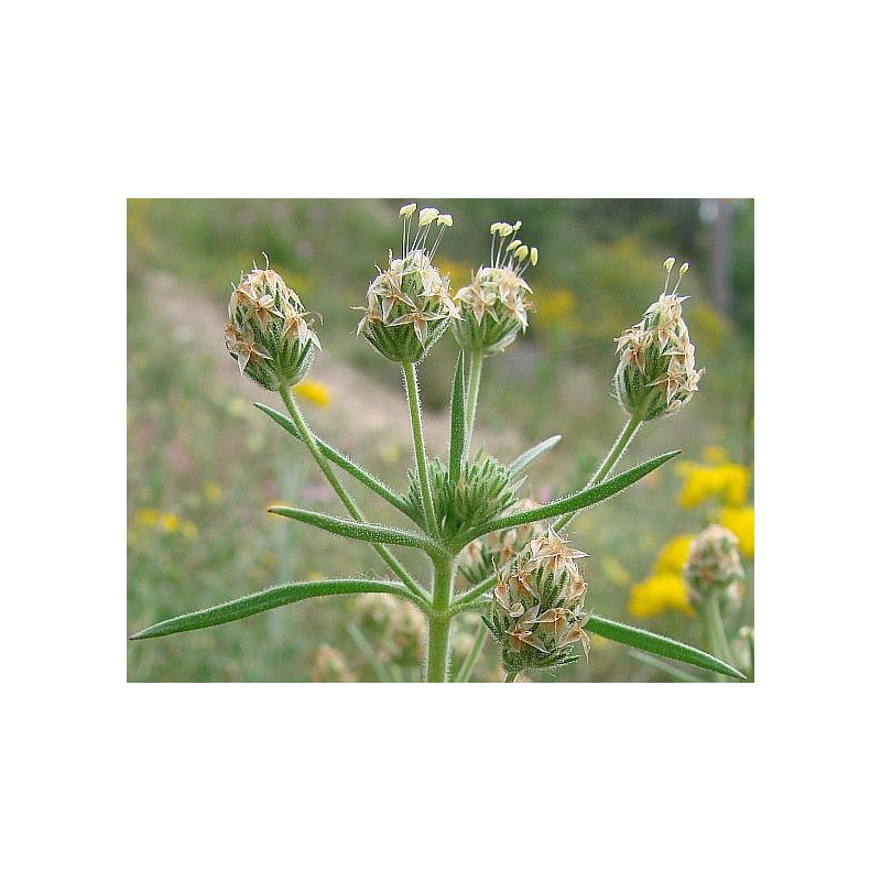 Plantago Psyllium - Llanten