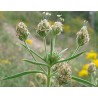 Plantago Psyllium - Llanten