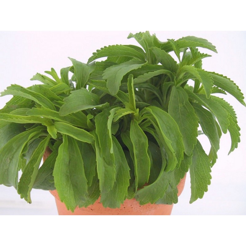 Stevia Rebaudiana - Stevia variedad paraguaya