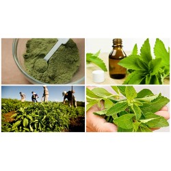 Stevia Rebaudiana - Stevia variedad paraguaya