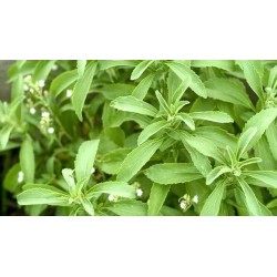 Stevia Rebaudiana - Stevia variedad paraguaya