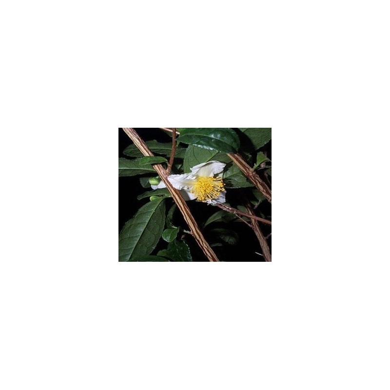 Camellia Sinensis  - Árbol del Té