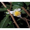 Camellia Sinensis  - Árbol del Té