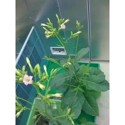 Nicotiana Tabacum variedad Havana