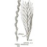 Lolium Multiflorum Gulf - Rye Grass