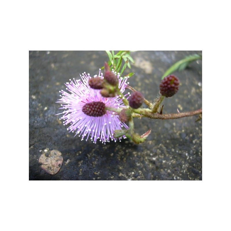 Mimosa Pudica - Mimosa sensitiva