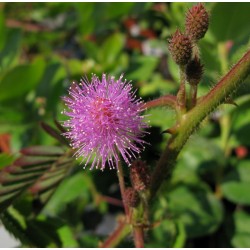 Mimosa Pudica - Mimosa sensitiva