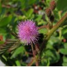 Mimosa Pudica - Mimosa sensitiva