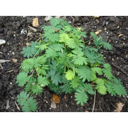 Mimosa Pudica - Mimosa sensitiva