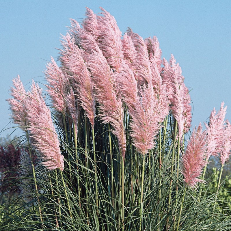 Cortaderia Selloana Rosea - Hierba Pampas [product.brand] 1 - Semillas Las Huertas 