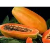 Papaya - Carica Papaya variedad Maradol