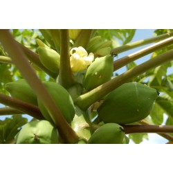 Papaya - Carica Papaya variedad Maradol