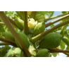 Papaya - Carica Papaya variedad Maradol