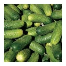 Cucumis Sativus - Pepinillo