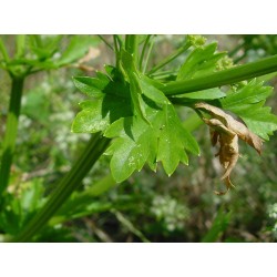 Apium Graveolens , Apio - Tall Utah