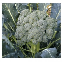 Brassica Oleracea Itálica - Brocoli