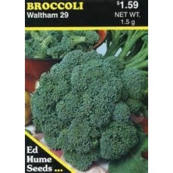 Brassica Oleracea Itálica - Brocoli