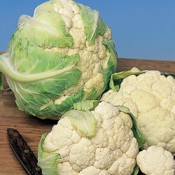 Coliflor variedad Snow Ball -Brassica Oleracea