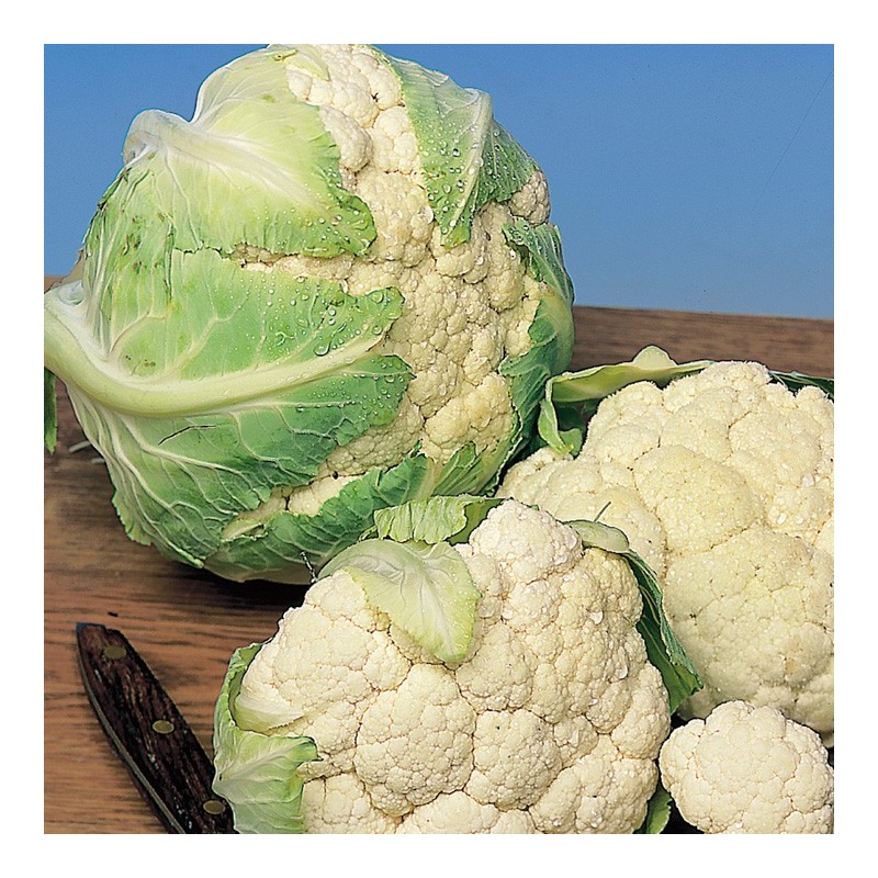 Coliflor variedad Snow Ball -Brassica Oleracea