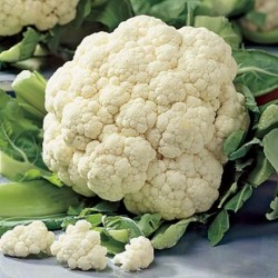 Coliflor variedad Snow Ball -Brassica Oleracea