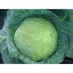 Col o Repollo - Brassica Oleracea