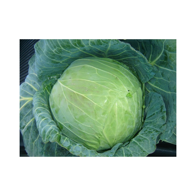 Col o Repollo - Brassica Oleracea