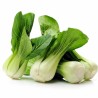 Brassica Rapa - Pak Choy o Pak Choi Cantón