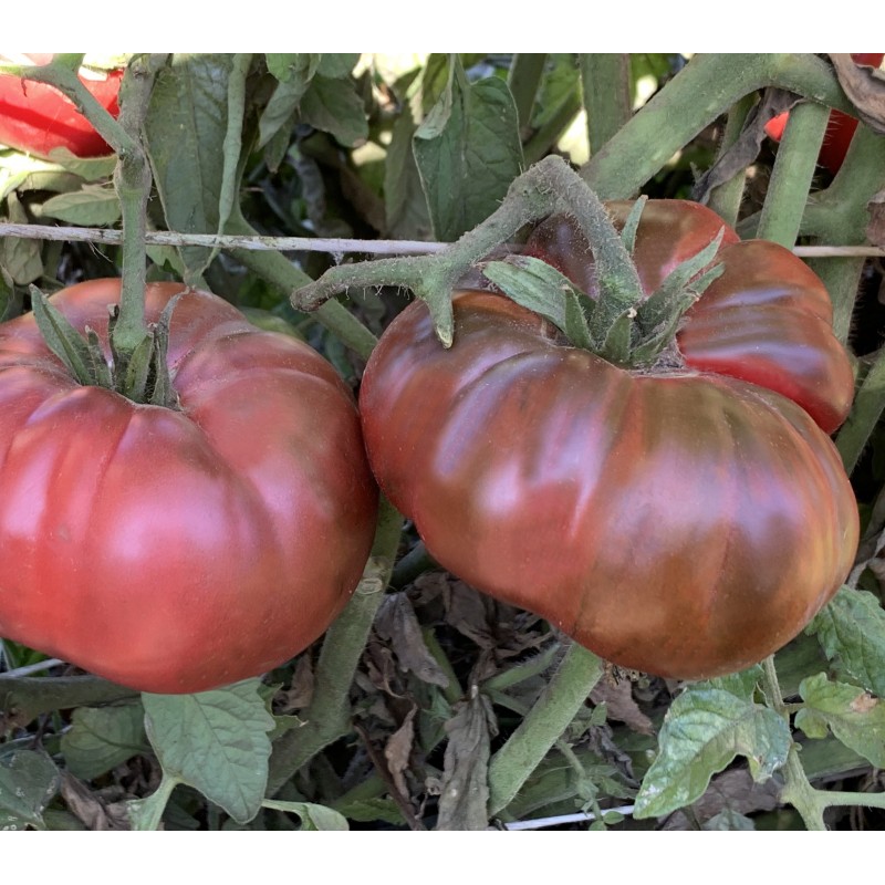 Tomate Heirloom, Morado Solanum - Lycopersicoides